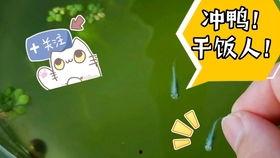 粉红色烈鸟在线观看,浪漫奇遇，在线观看的视觉盛宴